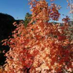 Scientific Name: Acer grandidentatum