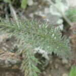 Achillea millefolium, Asteraceae, Aster