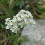 Scientific Name: Achillea millefolium