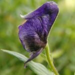 Scientific Name: Aconitum columbianum