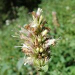 Scientific Name: Agastache urticifolia