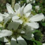Scientific Name: Amelanchier alnifolia 