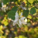Scientific Name: Amelanchier utahensis