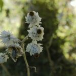 Anaphalis margaritacea , Asteraceae, Aster