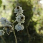 Scientific Name: Anaphalis margaritacea 