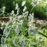 Scientific Name: Angelica pinnata