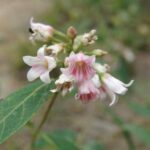 Scientific Name: Apocynum androsaemifolium