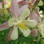 Scientific Name: Aquilegia coerulea