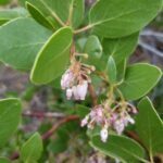 Scientific Name: Arctostaphylos patula 