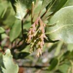 Arctostaphylos patula , Ericaceae, Heath