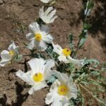 Scientific Name: Argemone pleiacantha