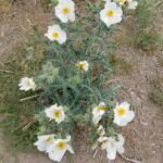 Argemone pleiacantha, Papaveraceae, Poppy