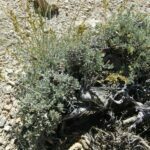 Scientific Name: Artemisia nova
