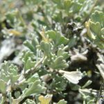 Artemisia nova, Asteraceae, Aster