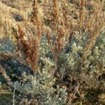 Scientific Name: Artemisia tridentata