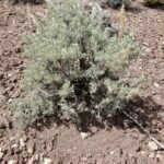 Artemisia tridentata, Asteraceae, Aster