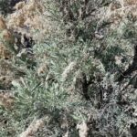 Artemisia tridentata, Asteraceae, Aster