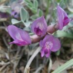 Scientific Name: Astragalus amphioxys 